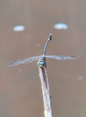 Ictinogomphus fraseri
