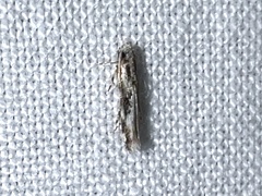 Melanocinclis lineigera