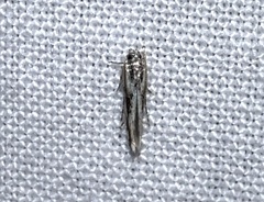 Melanocinclis lineigera