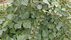 Hedera azorica