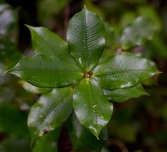 Alyxia grandis