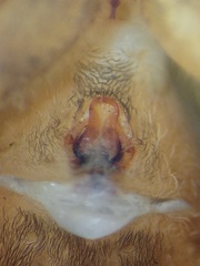 Borboropactus cinerascens