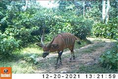 Tragelaphus eurycerus eurycerus