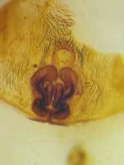 Borboropactus cinerascens