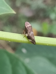 Ptyelinellus praefractus