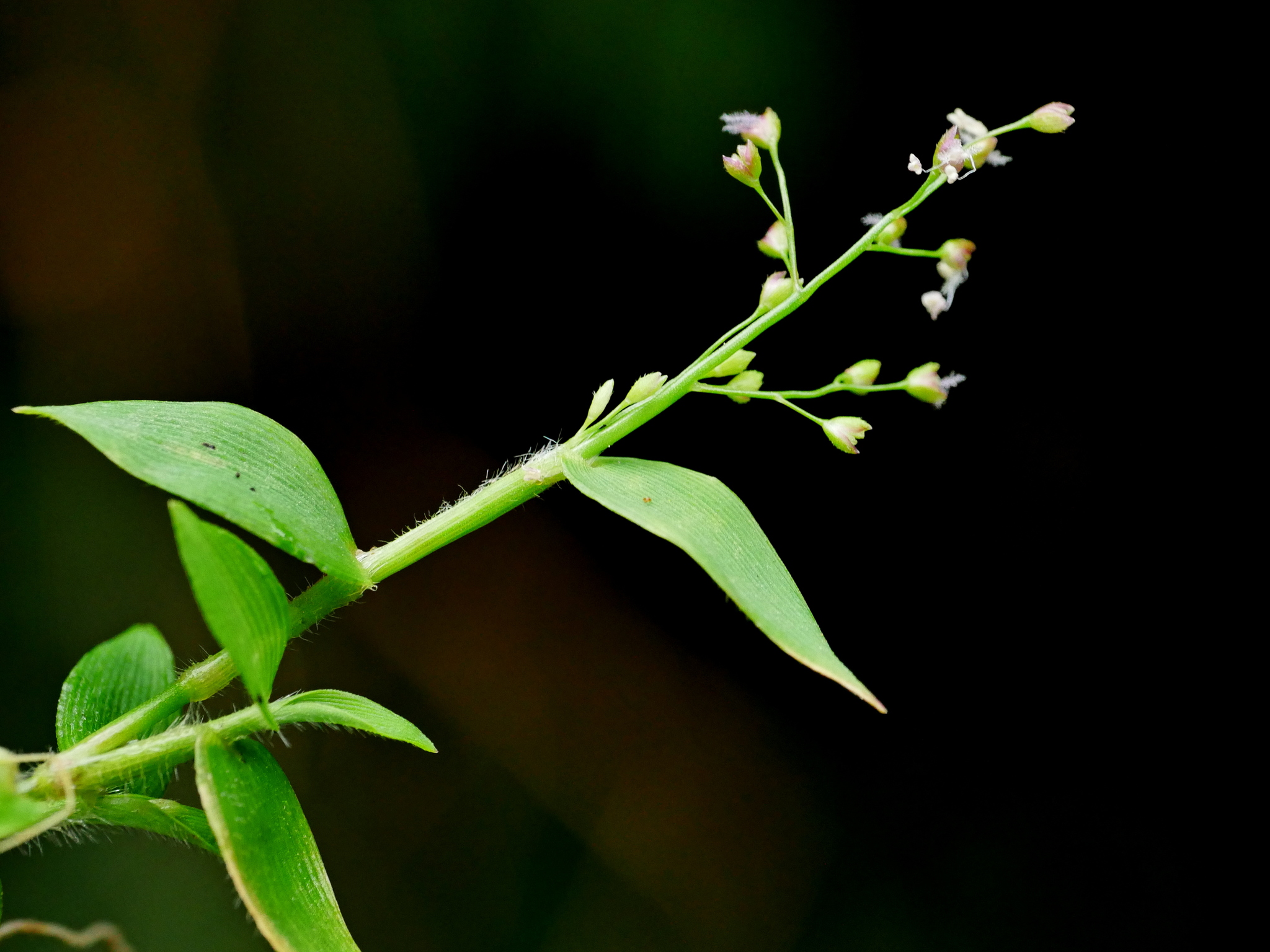 Isachne myosotis