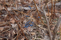 Caulophyllum robustum