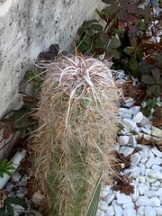 Oreocereus