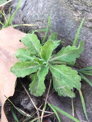 Erigeron sumatrensis