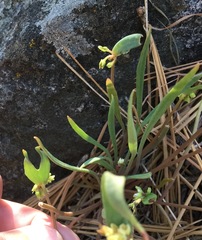 Claytonia parviflora viridis