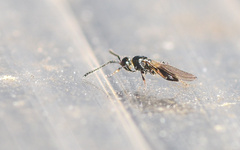 Trichopria sociabilis