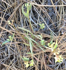 Claytonia parviflora viridis