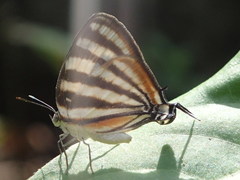 Arawacus lincoides