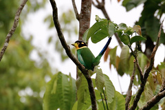 Psarisomus dalhousiae