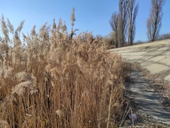 Phragmites australis
