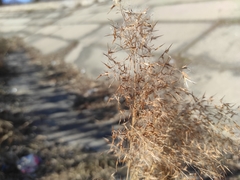Phragmites australis