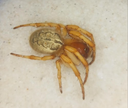 Metazygia dubia