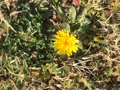 Taraxacum