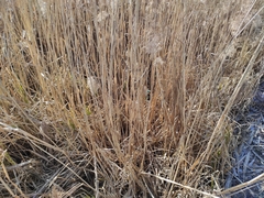 Phragmites australis