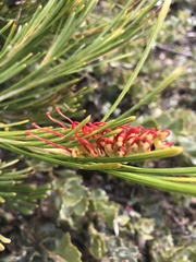 Grevillea hookeriana