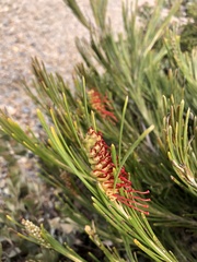 Grevillea hookeriana