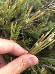 Grevillea hookeriana