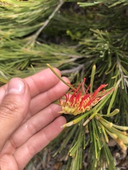 Grevillea hookeriana
