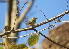 Spinus thibetanus