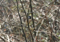 Poecile hypermelaenus