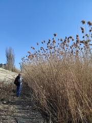 Phragmites australis