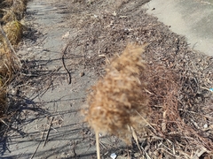 Phragmites australis