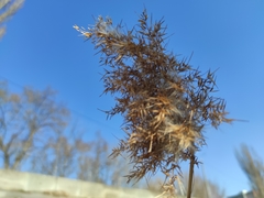 Phragmites australis