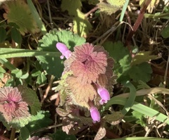 Lamium purpureum