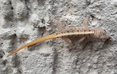 Cnemaspis mysoriensis