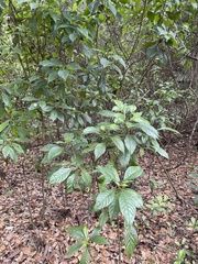 Psychotria nervosa