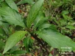 Strobilanthes longespicatus