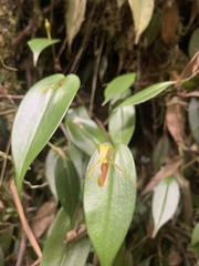 Pleurothallis killipii