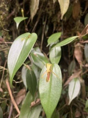 Pleurothallis killipii