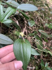 Pleurothallis killipii