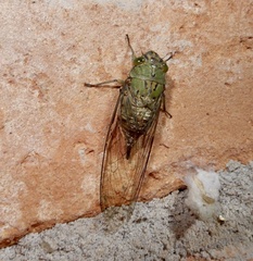 Platylomia larus