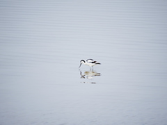 Recurvirostra avosetta