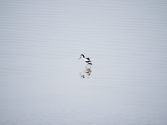 Recurvirostra avosetta