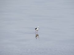 Himantopus himantopus