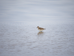 Pluvialis squatarola