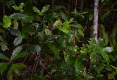 Alyxia grandis