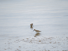 Calidris alpina