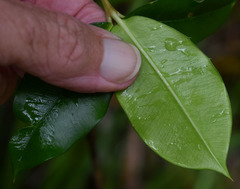 Alyxia grandis