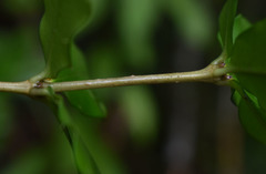 Alyxia grandis
