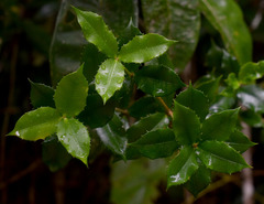 Alyxia grandis