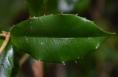 Alyxia grandis